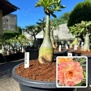 2306 04 Big Caudex Mexirica