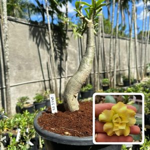 2406 07 Big Caudex Dourada ( Leilão )