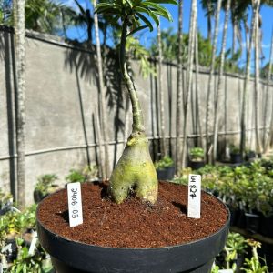 2406 03 Big Caudex Lm827 ( Leilão )