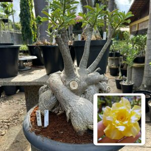 2406 01 Socotra P200