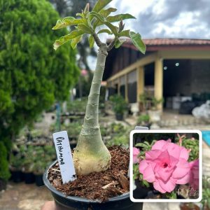2406 13 Rosa do Deserto Pathumma
