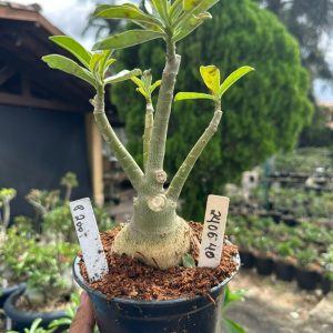 2406 40 Rosa do Deserto P200