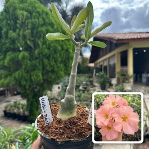 2406 34 Rosa do Deserto Sleeping Beauty
