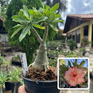 2406 33 Rosa do Deserto Chroma quen