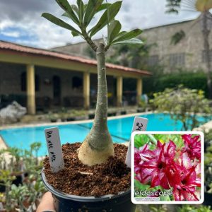 2406 41 Rosa do Deserto Ha nee nate