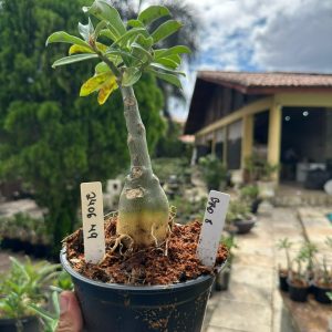 2406 29 Rosa do Deserto Brd 8