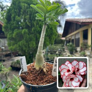 2406 46 Rosa do Deserto Francesinha