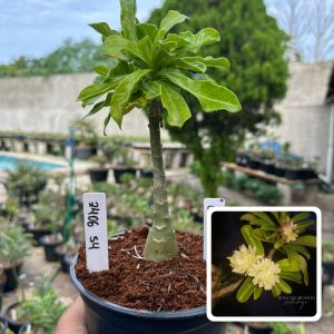 2406 54 Rosa do Deserto Green Elf