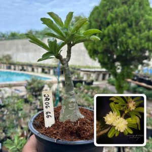 2406 66 Rosa do Deserto Green Elf