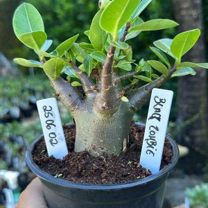 2506 02 Arabicum Black Zombie F3