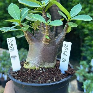 2506 01 Arabicum Dobby black F3