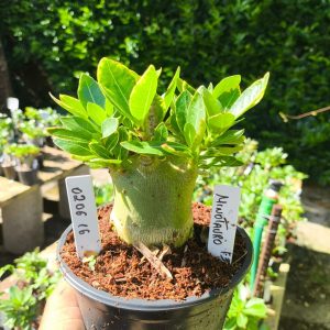 0206 16 Arabicum Minotauro Tigrada F3