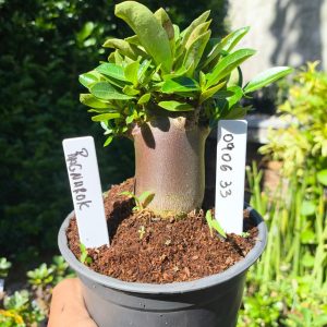 0906 33 Arabicum Ragnarok Black F3