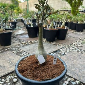 2506 01 Big Caudex Lm 458