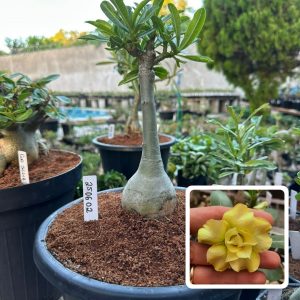 2506 02 Big Caudex Dourada