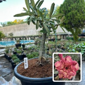 2506 06 Big Caudex Duquesa