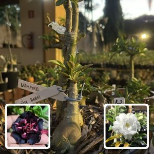 2506 03 ROSA DO DESERTO VAMPIRA + WHITE ANGEL (RAPUNZEL)