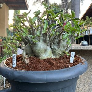 2506 03 Arabicum Darckseid - Adulta
