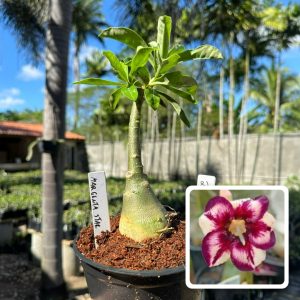 2606 01 Rosa do Deserto Magenta star