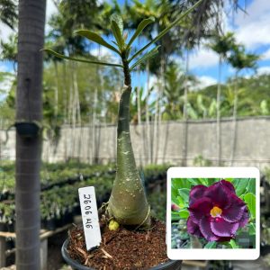2606 46 Rosa do Deserto LM 652