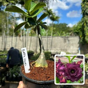 2606 43 Rosa do Deserto Purple Years