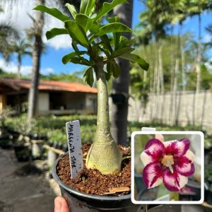 2606 39 Rosa do Deserto Magenta Star