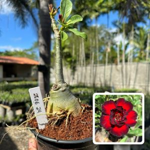 2606 24 Rosa do Deserto Amit
