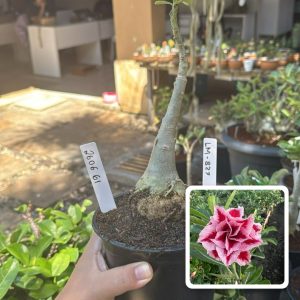 2606 19 Rosa do Deserto Lm 827