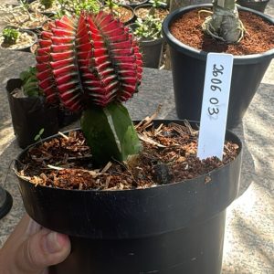 2606 03 Cacto  Gymoncalicium variegata