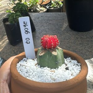 2606 02 Cacto Gymnocalicium pink