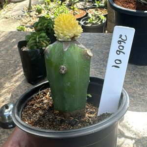 2606 01 Cacto Mammilaria variegata