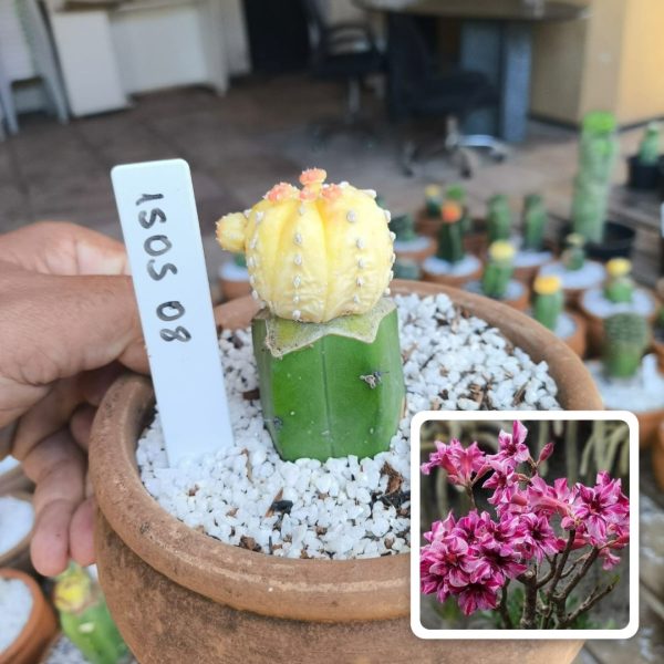 Astrophytum asteria aurea