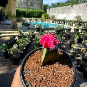 Cacto Gymnocalicium Pink