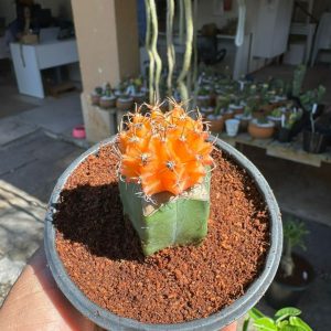 Cacto Gymnocalicium Laranja