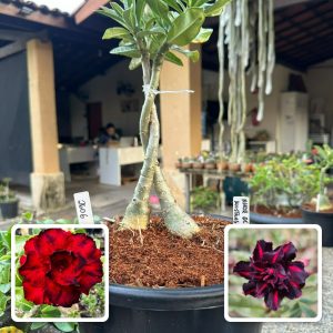 2606 12 ROSA DO DESERTO AMOR DE MÃE + MUSTANG BLACK (RAPUNZEL)