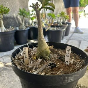 2606 12 Big Caudex Goiabinha