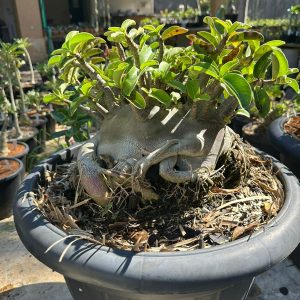 2706 270 Arabicum ? - Adulta