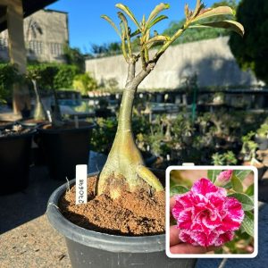 2706 48 Big Caudex Sorvete