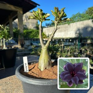 2706 45 Big Caudex Black Coffee