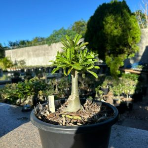 2706 100 Big Caudex Dourada
