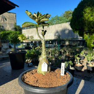 2706 49 Big Caudex Lm 458