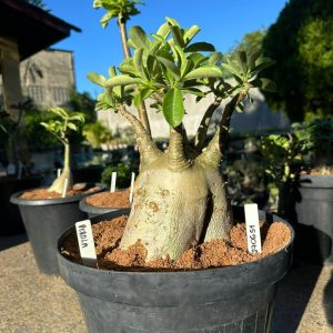 2706 51 Baobá Caudex arabicum Perola