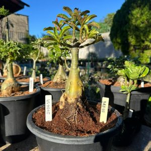 2706 59 Big Caudex BRD 111