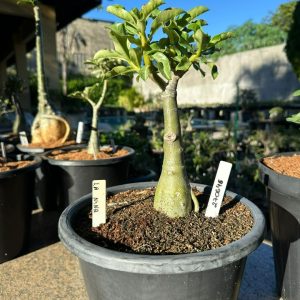 2706 46 Big Caudex La Nina