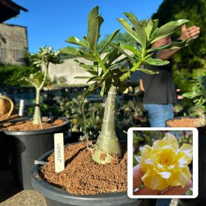 2706 61 Big Caudex Zaad