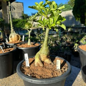 2706 40 Big Caudex Floco de Neve