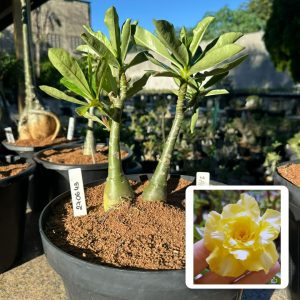 2706 43 Big Caudex Zaad