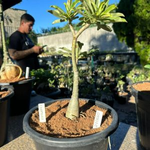 2706 60 Big Caudex Cheetara