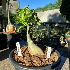 2706 41 Big Caudex Carnation
