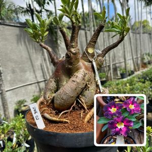 2706 03 Baobá Caudex arabicum Céu Estrelado Variegta Céu estrelado ( Leilão )